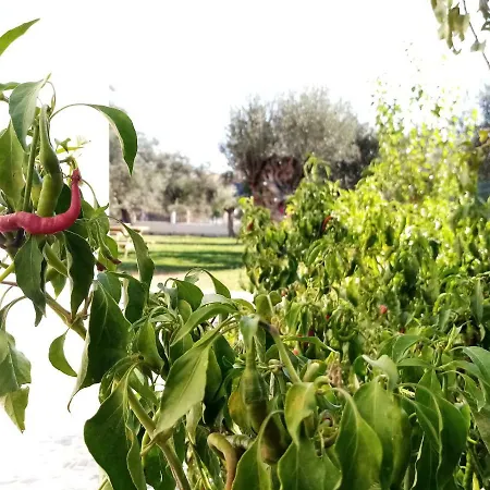 Yazduf Aile - Yazlik, Villa, Altinoluk, Akcay, Kaz Daglari Appartamento