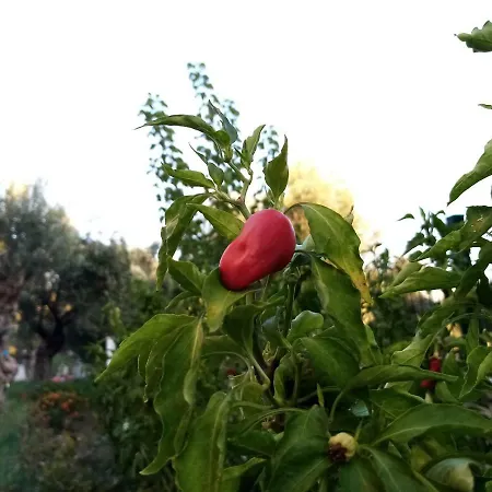 Yazduf Aile - Yazlik, Villa, Altinoluk, Akcay, Kaz Daglari *