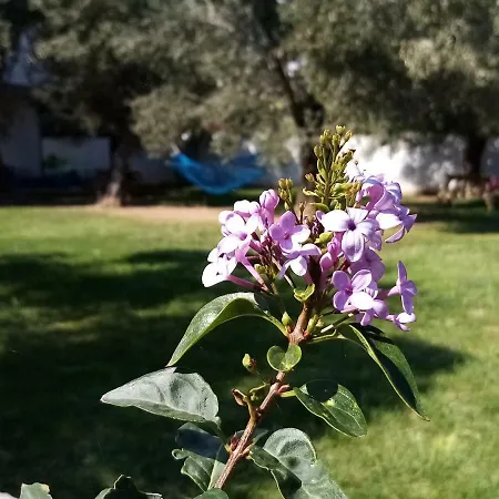 Apartment Yazduf Aile - Yazlik, Villa, Altinoluk, Akcay, Kaz Daglari
